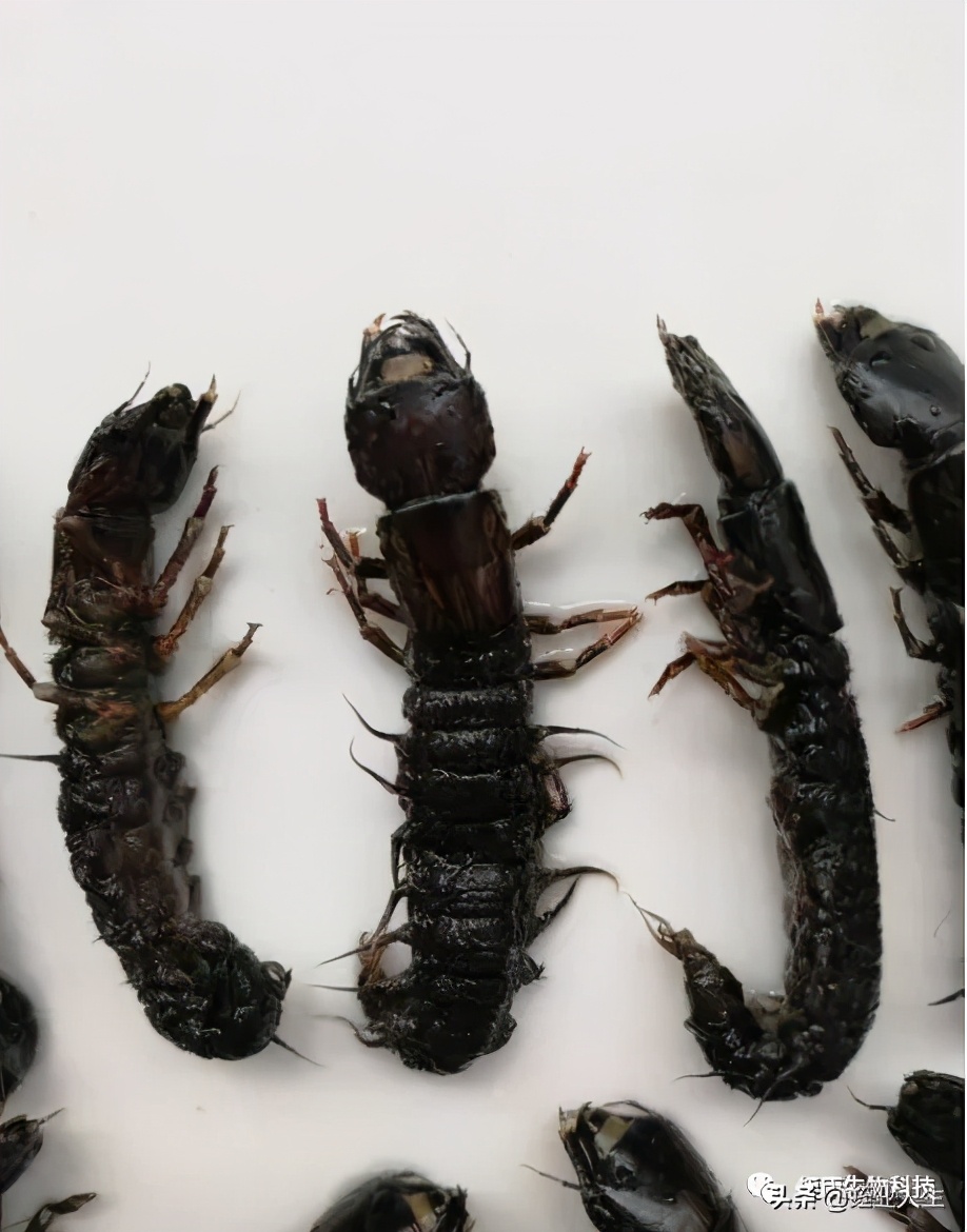 蚂蝗怕什么动物水蛭的天敌有哪些