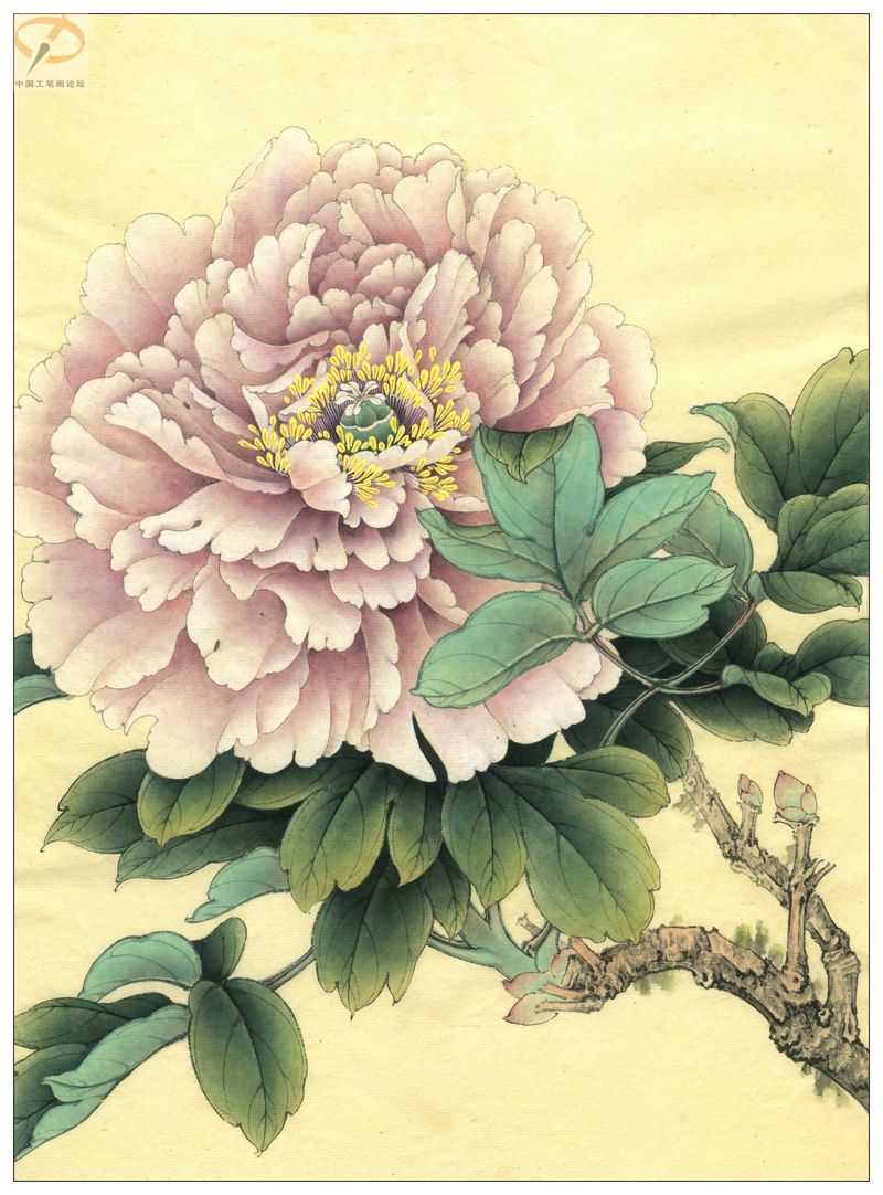 李晓明《牡丹》工笔画(着色绘制步骤图)第三辑