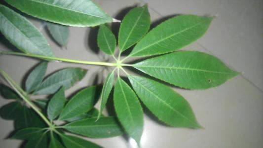 木棉幼树的树干通常有圆锥状的粗刺;分枝平展.