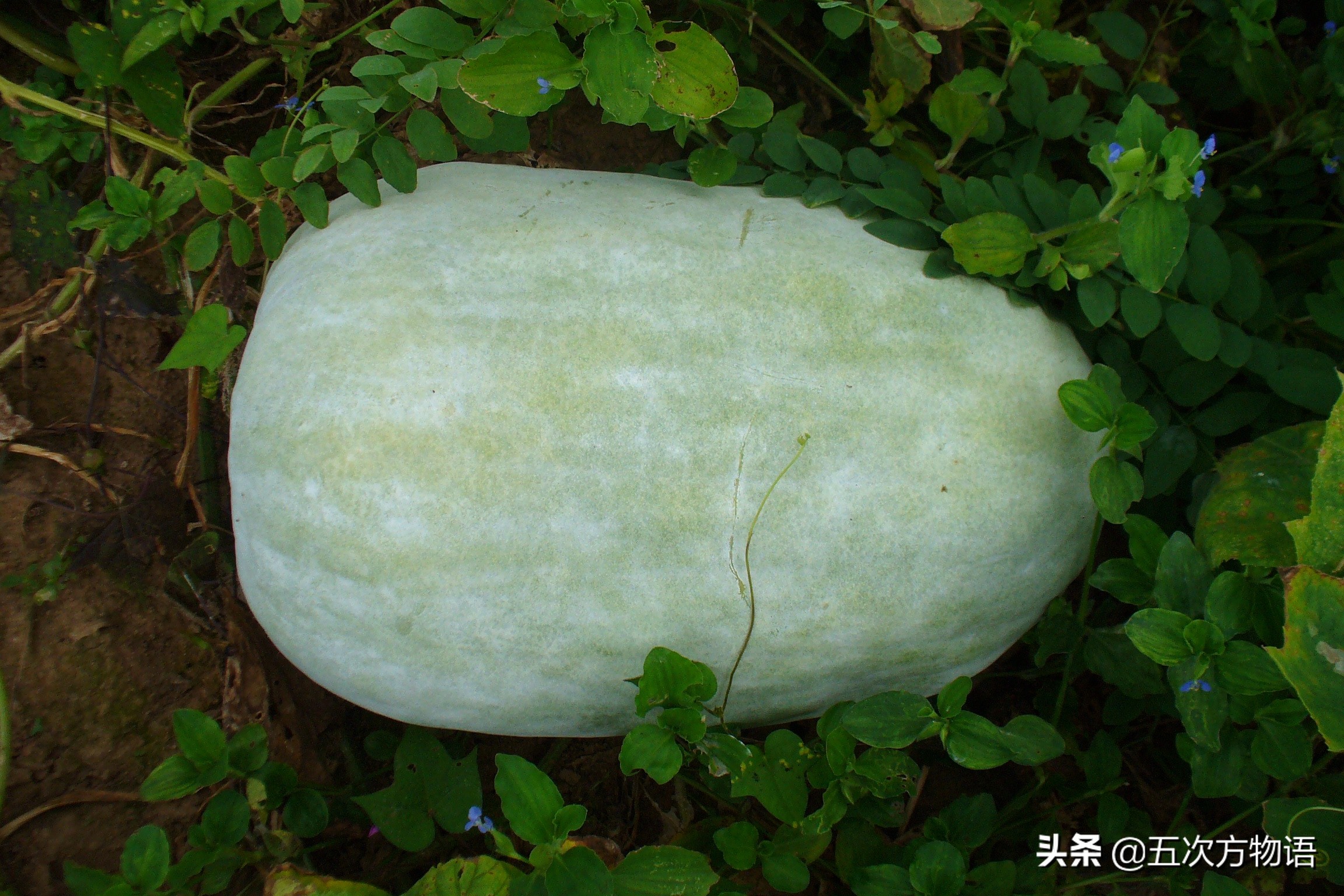 国内葫芦科蔬果全介绍