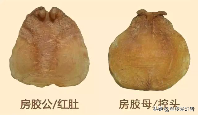 排名第二！房胶竟然比金钱鳘还稀有，原来房胶还有这些独特之处
