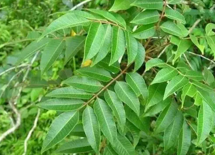 认识植物界的“六大毒树”，看到“绕道走”，涨姿势不吃亏