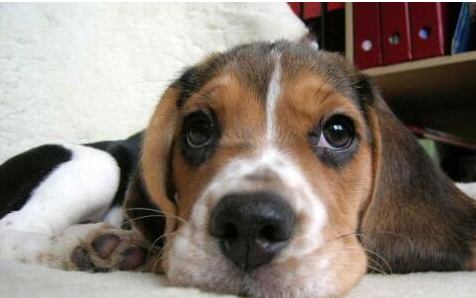 狗狗消化不良怎么办(改善狗狗肠胃的6个小妙招）