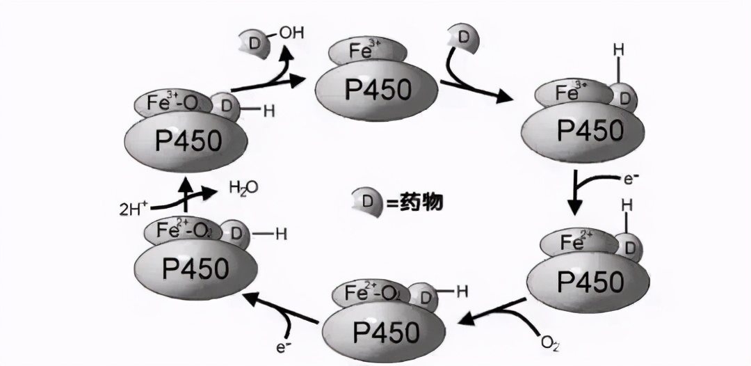 化疗期间，哪些水果不能吃？相关的饮食建议有哪些？