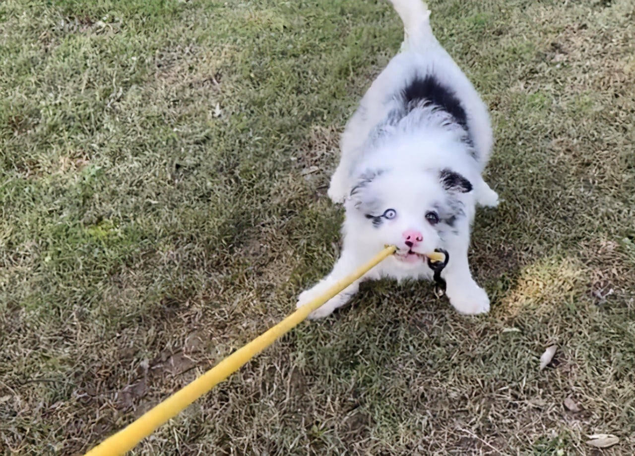 捡到一只边牧幼犬，养了一晚上，终于明白了它被遗弃的原因