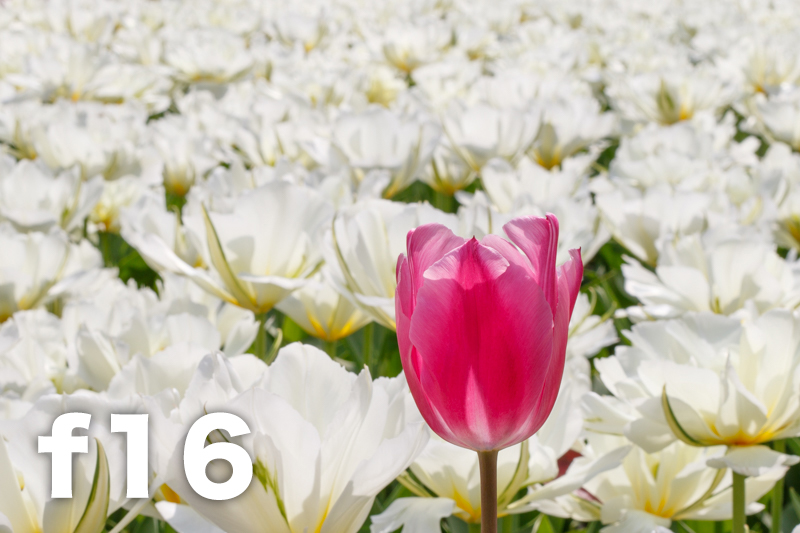 拍照想虚化背景？教新手如何控制景深