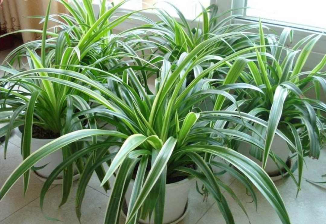 6种能净化空气的植物，摆放在室内，既美观又大方