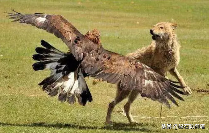 凶狠的狼竟被一只鸟打败看完以后才明白智商有多重要