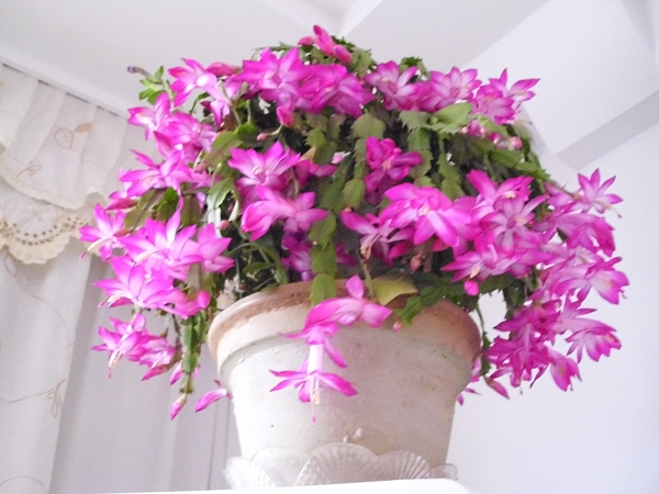 蟹爪兰的叶子发软？学会“2种”补救方法，30天叶片绿油油！