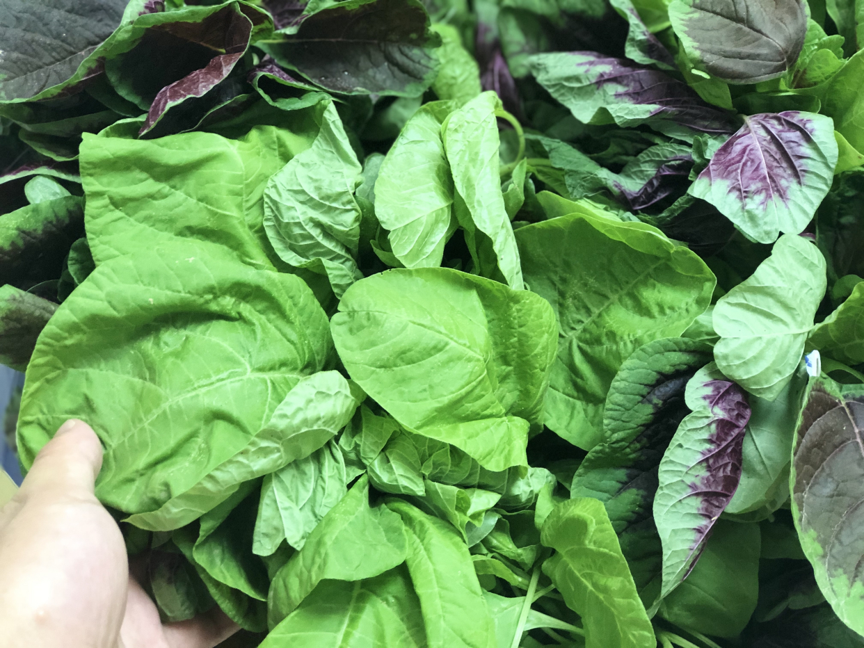 红叶苋菜和绿叶苋菜最直观的区别就是在颜色上,红叶苋菜的茎是绿色的