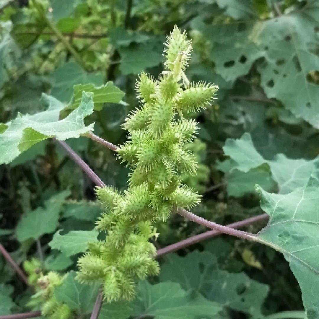 20种有毒花,出门别乱摘,有小孩的特别注意