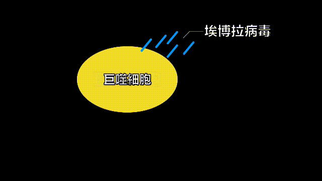 埃博拉：人类的诅咒，你的身体如何对抗它，它到底有多恐怖