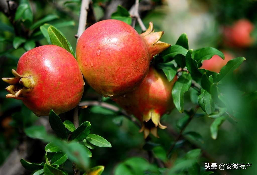 安徽十大特色水果，你吃过几种？