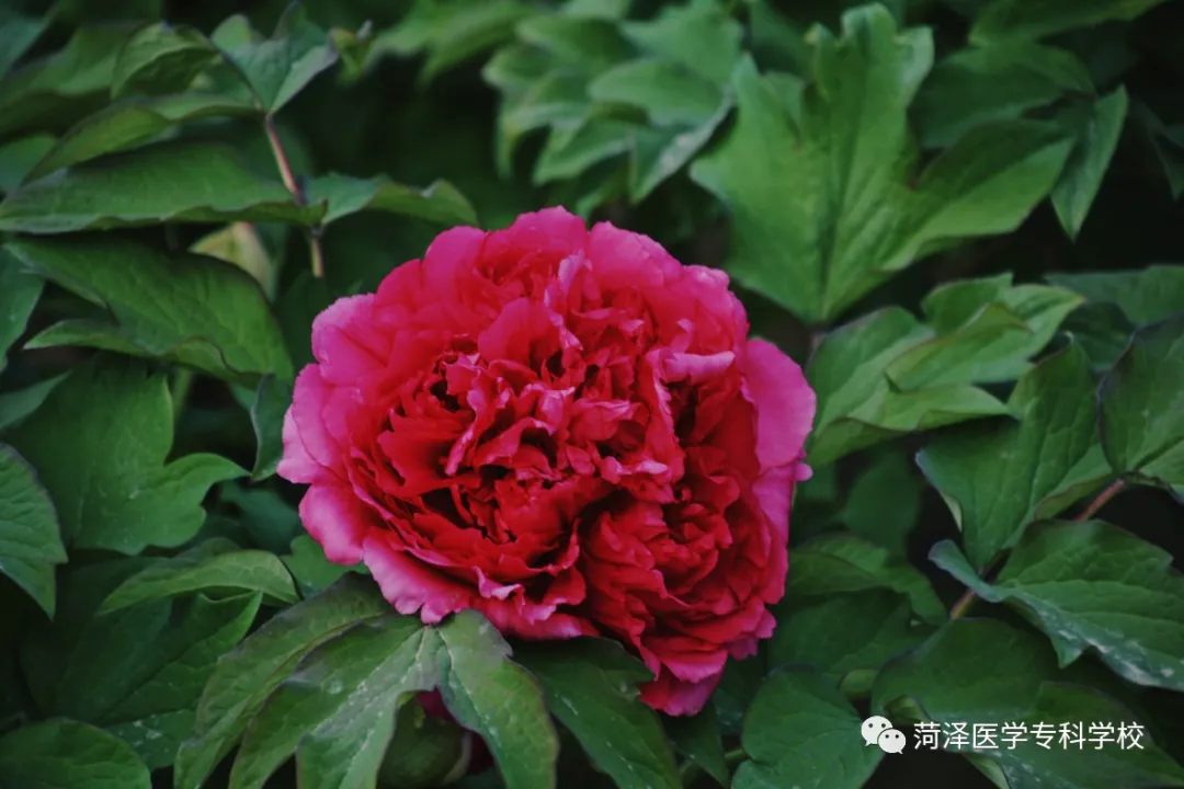菏泽医学专科学校牡丹，又是姹紫嫣红开遍