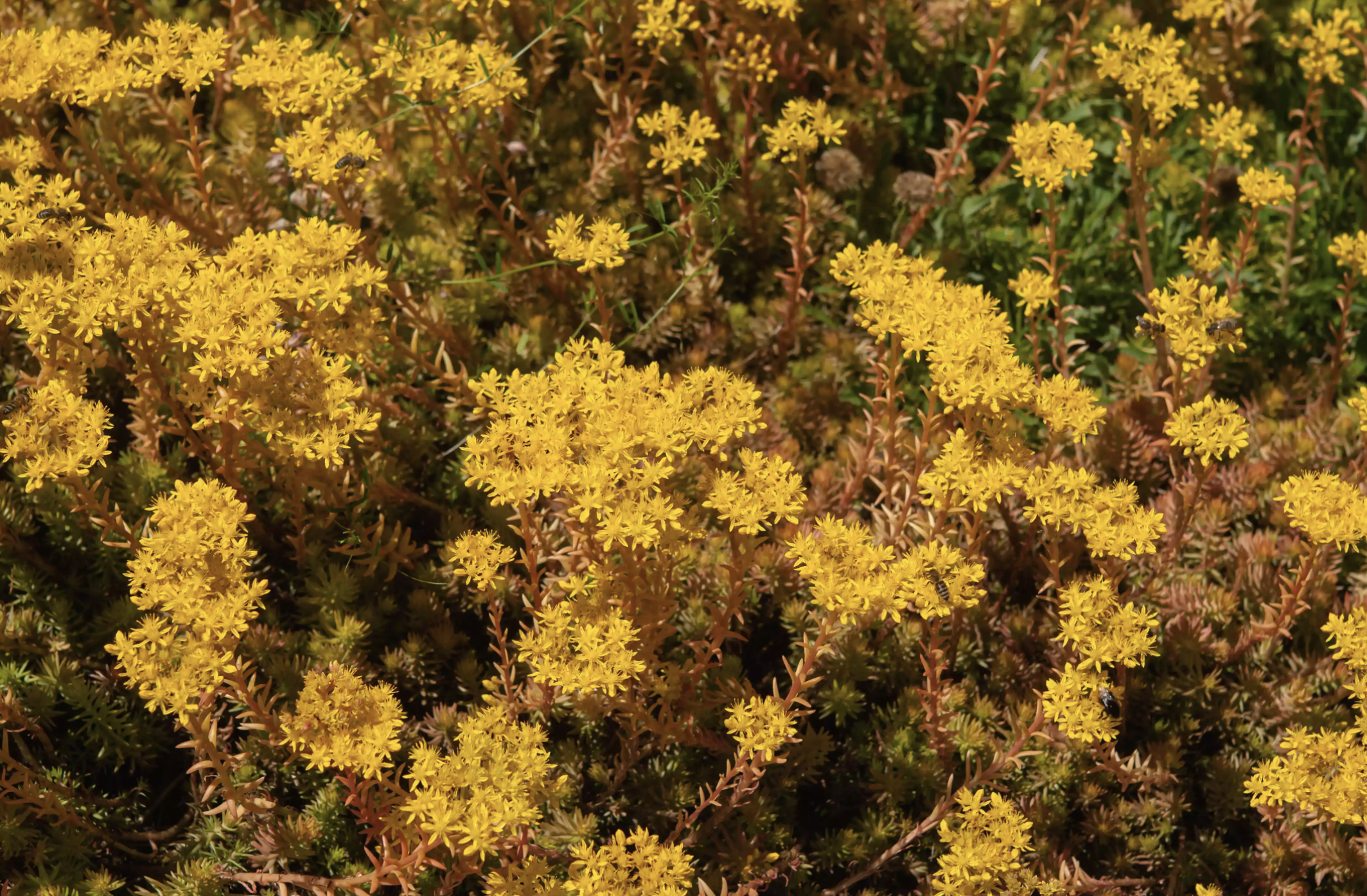 矮灌木有哪些 低矮灌木丛-诚智百科网