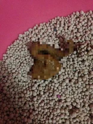 猫咪为什么拉肚子？找对原因就能轻松治愈