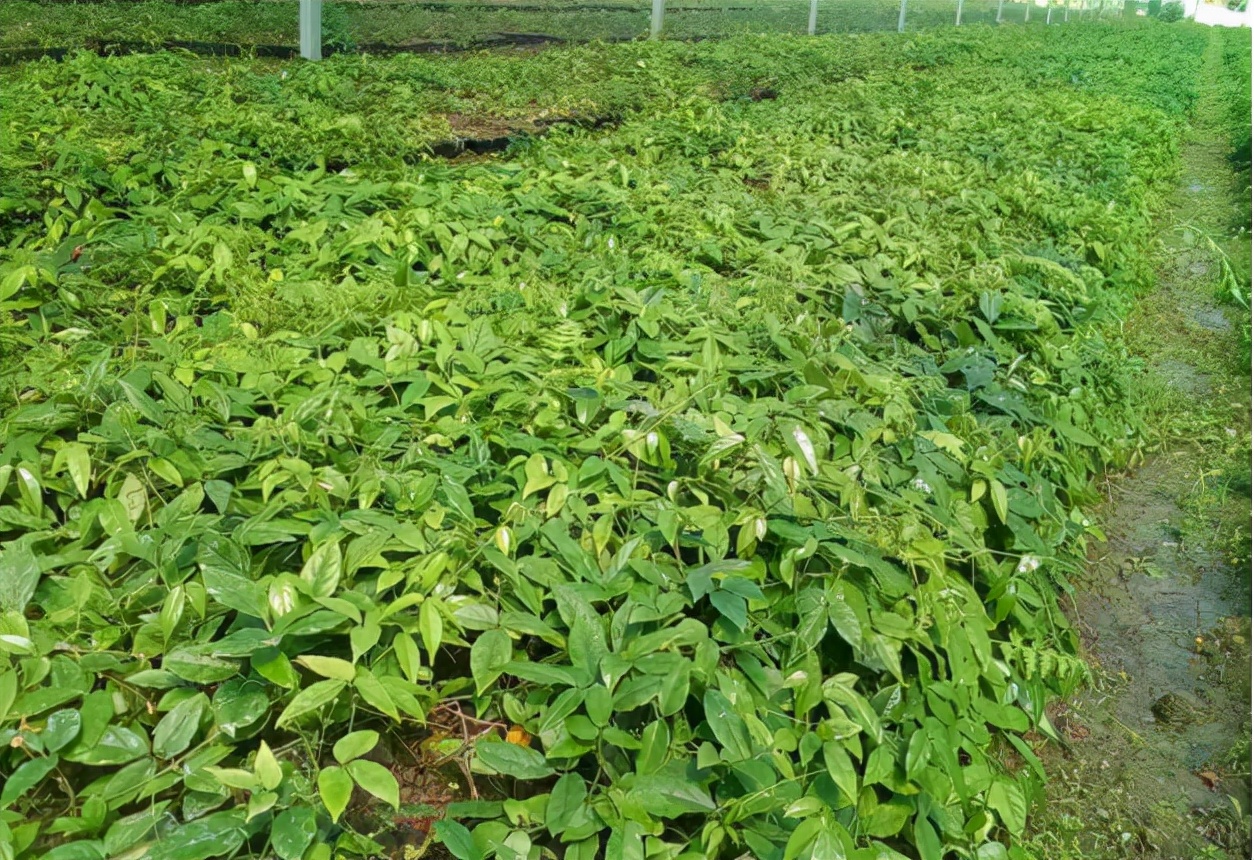 三叶青:长有3片叶子好辨认,年年有人采挖,如今靠种植400元/斤