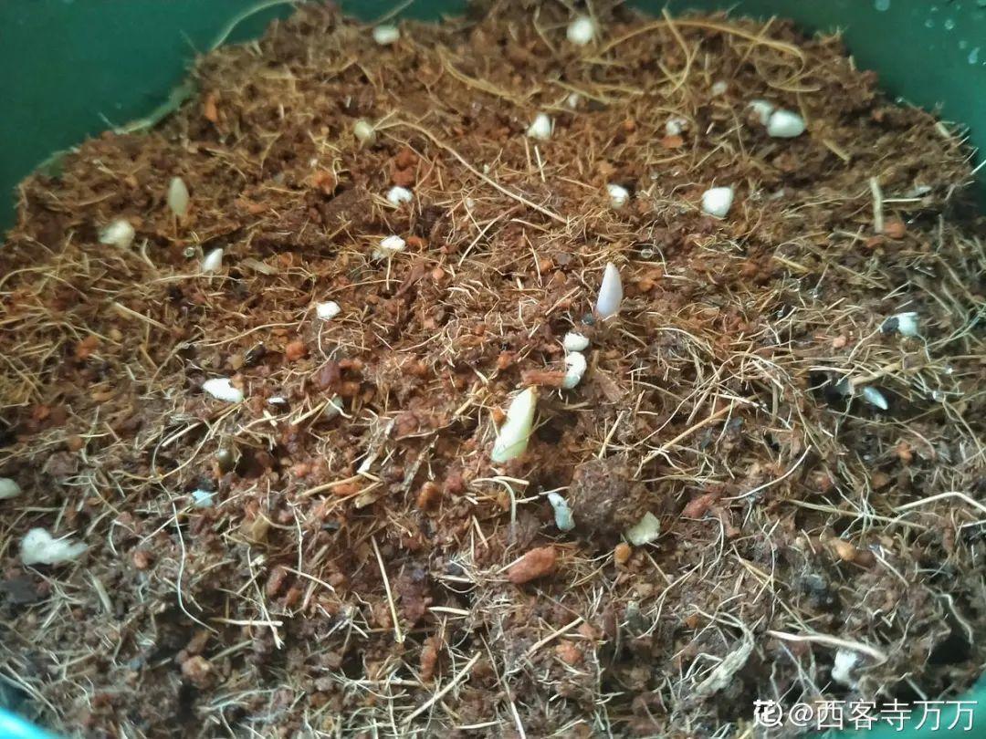 鈴蘭花圖片,鈴蘭花圖片 唯美