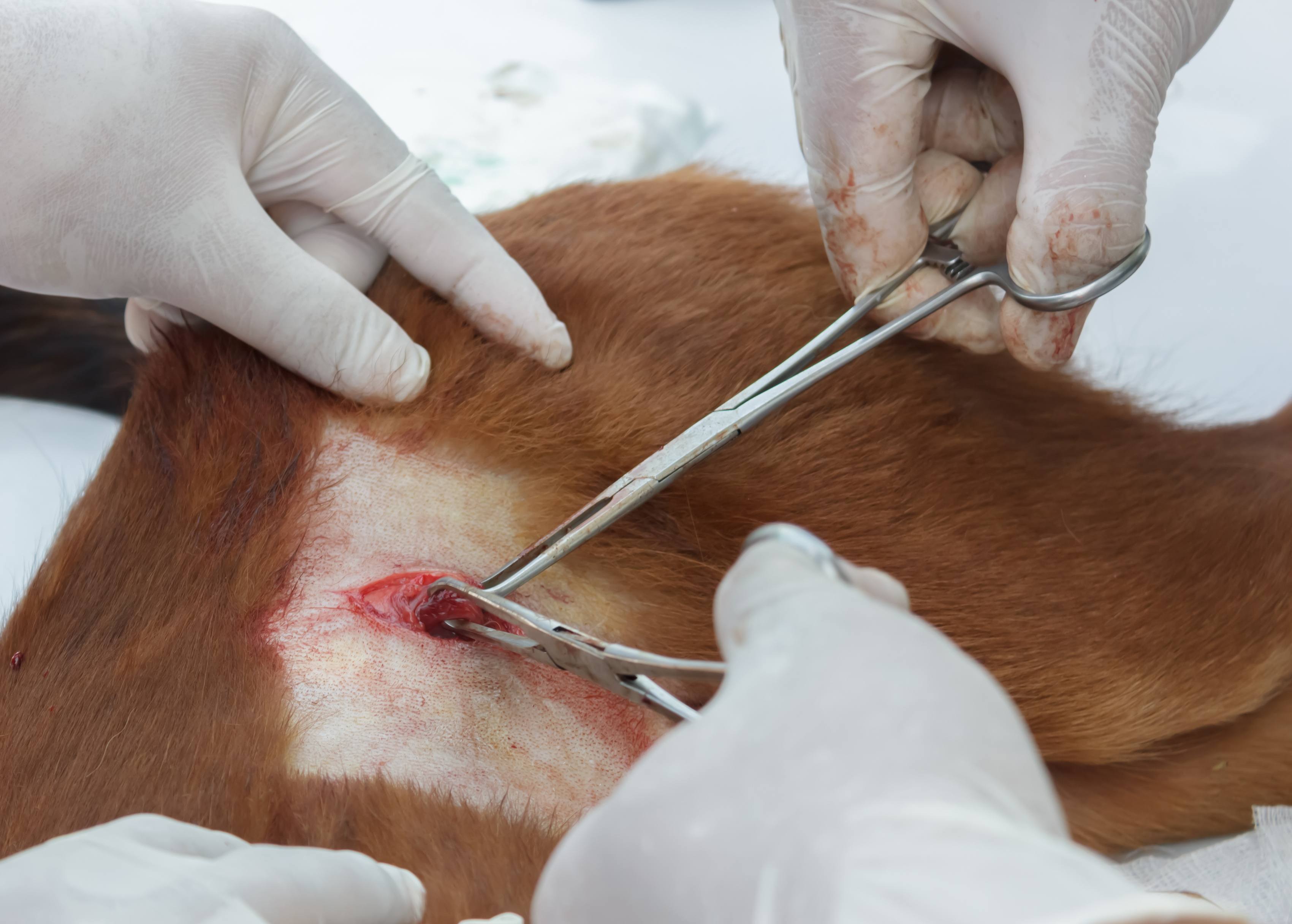 起码得要这7步,狗狗绝育手术全过程