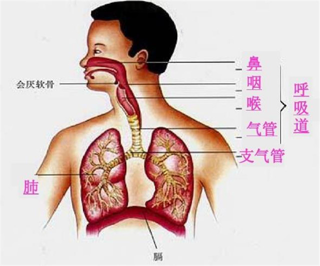 支气管炎与肺炎，症状如此相似，怎么区分它们？