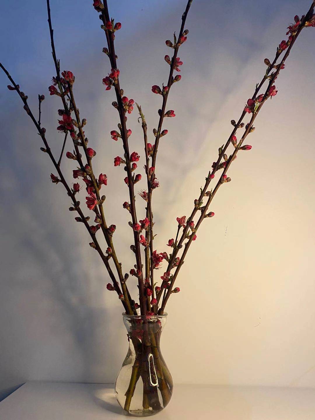 马山鹰嘴桃｜桃花与云海相伴，美如画卷