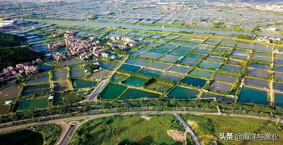 「加“油”广东渔业」佛山市：广东鲂有了标准化养殖示范区