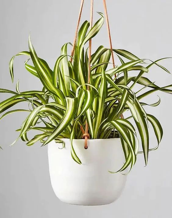 11种适合养在浴室里的观赏植物,养护得当也有机会开花