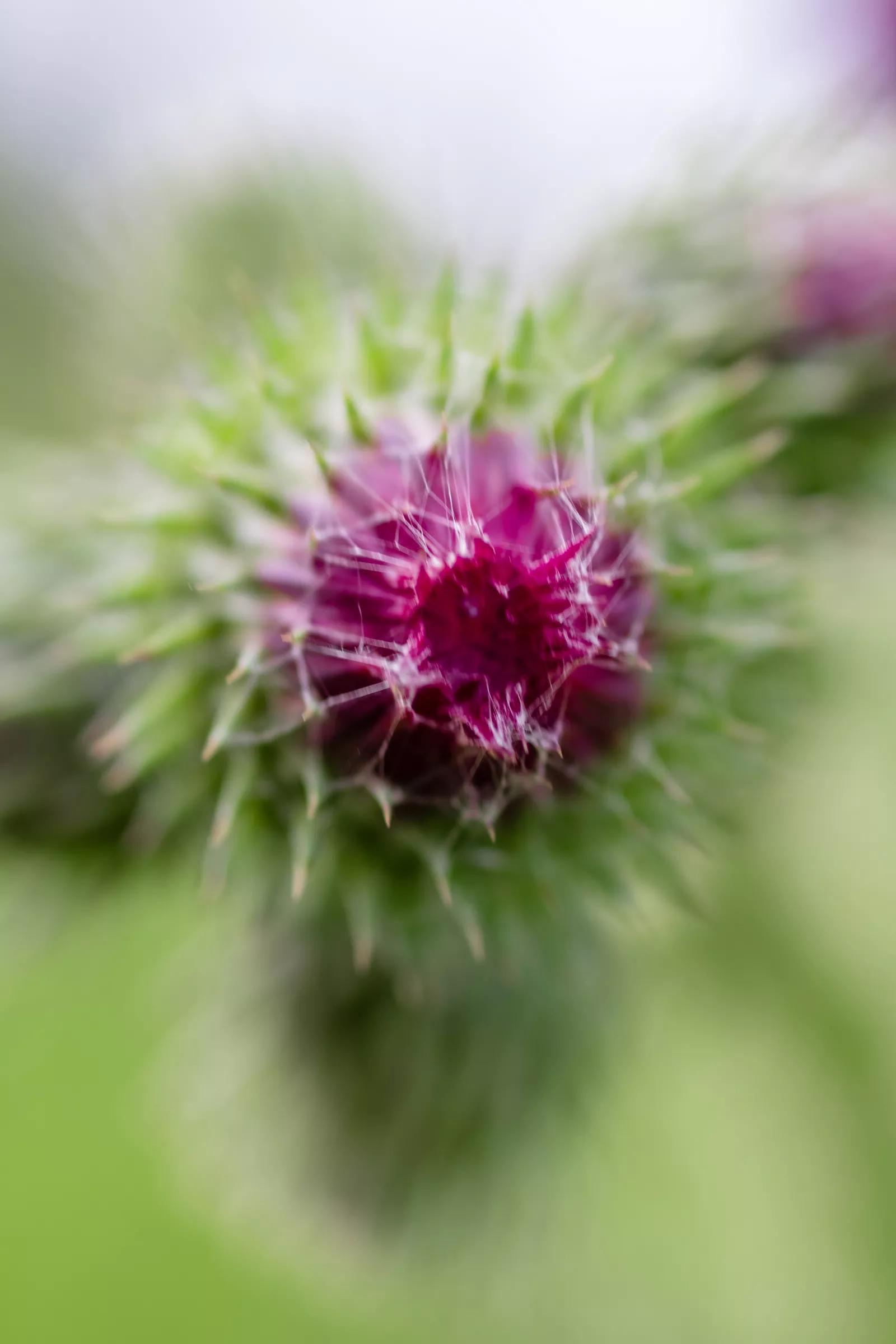 花自绽放水在流最美野花摄影图片欣赏