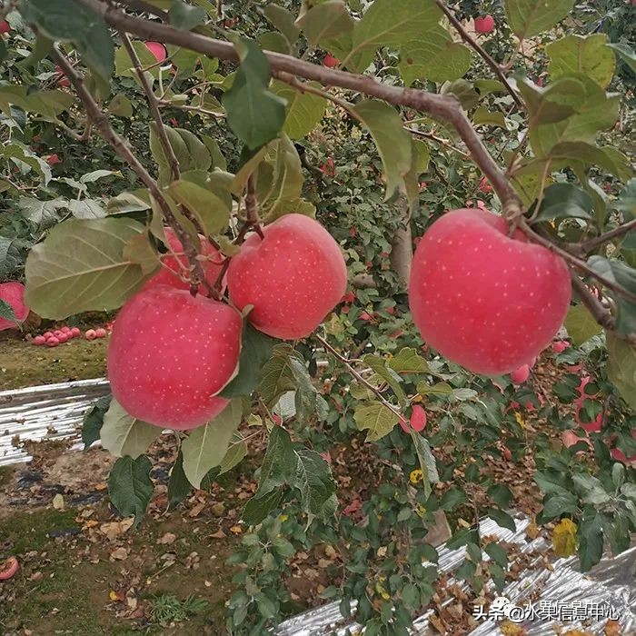 苹果几月成熟（常见的23种苹果的品种产地及成熟时间）