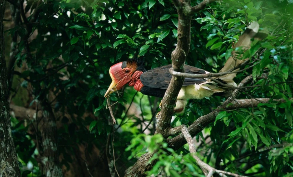 盔犀鳥概論