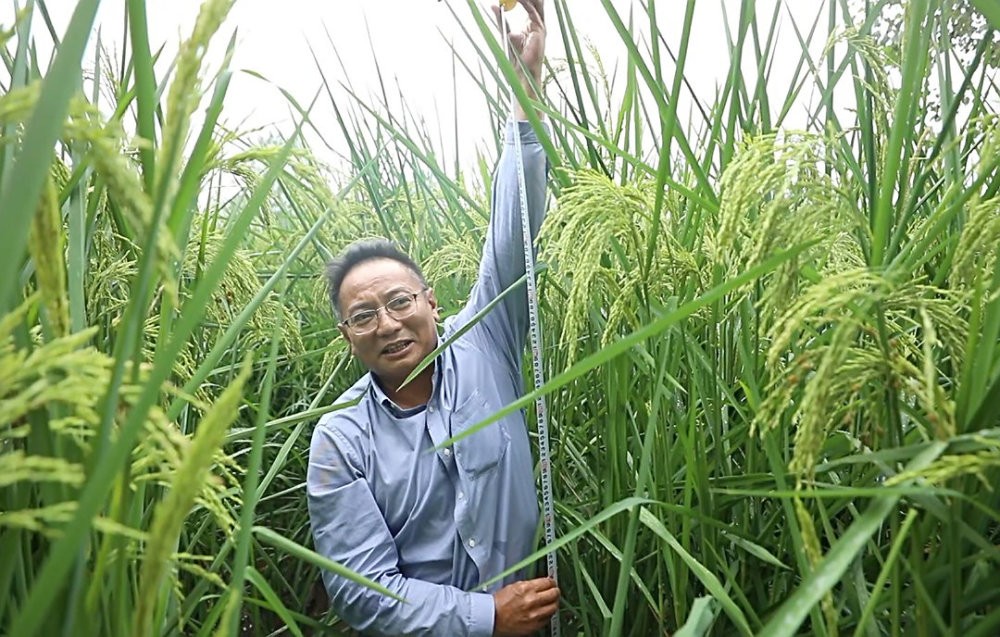 袁隆平禾下乘凉梦已实现！2米高的巨型水稻，除了高还有何优势？