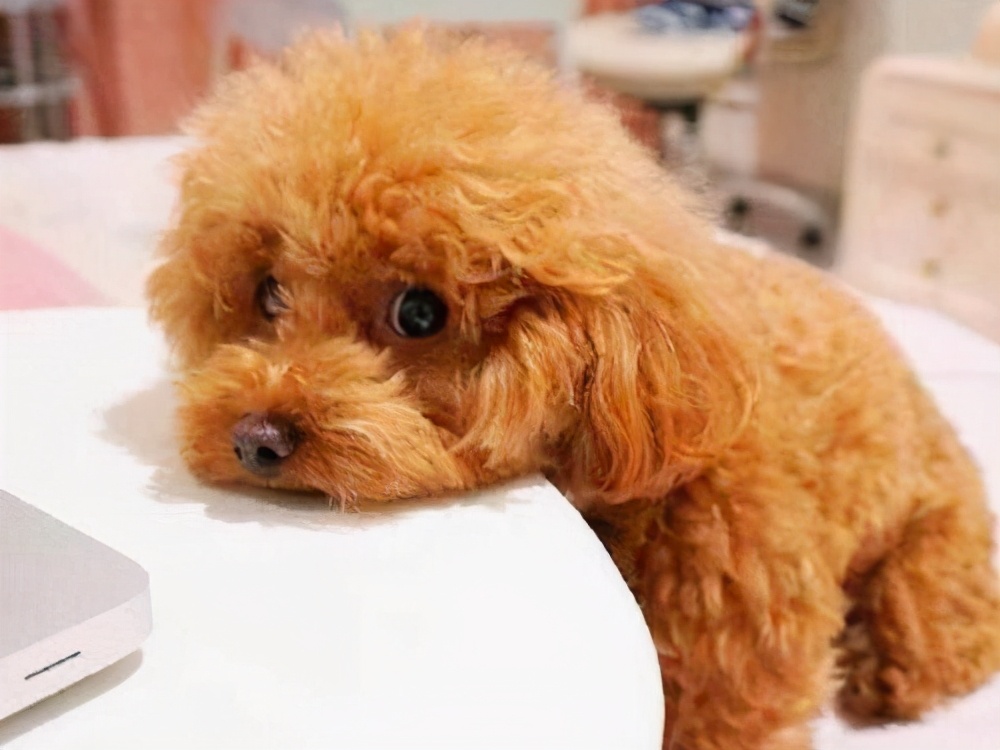 你的泰迪会褪色吗?学会这几点,毛发美丽又亮泽