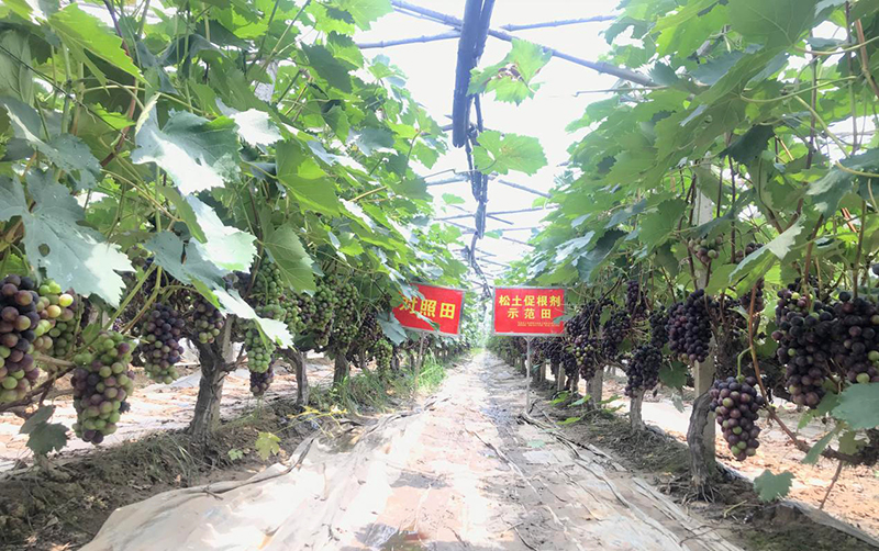 農(nóng)業(yè)必火！真的是這樣嗎？未來農(nóng)業(yè)的發(fā)展趨勢在哪里？