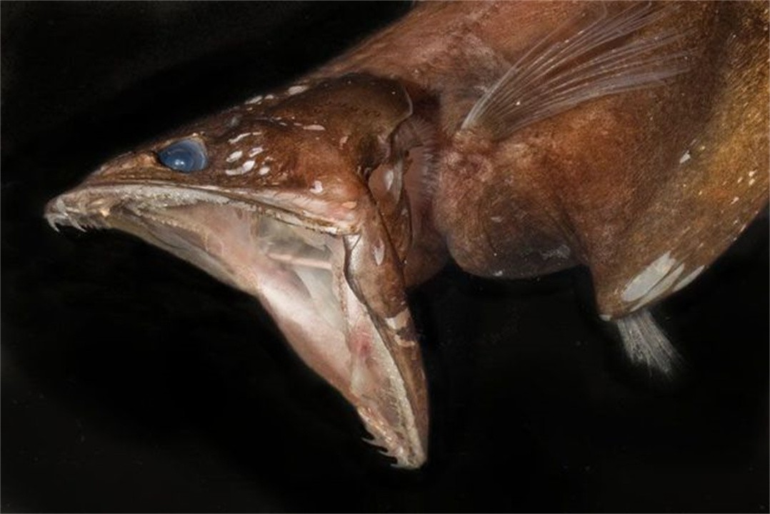 十大恐怖鱼(十大恐怖鱼排行榜)