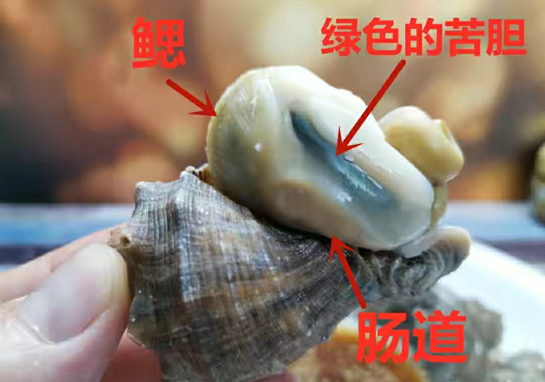 海螺不能吃的地方图片图片
