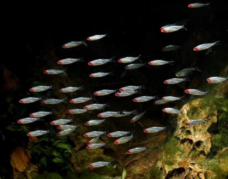 "见鱼识广"之—红鼻剪刀鱼