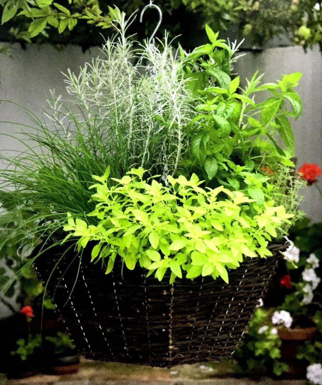 栽培香草的3个理由,成功说服我收下这份香草护理锦囊