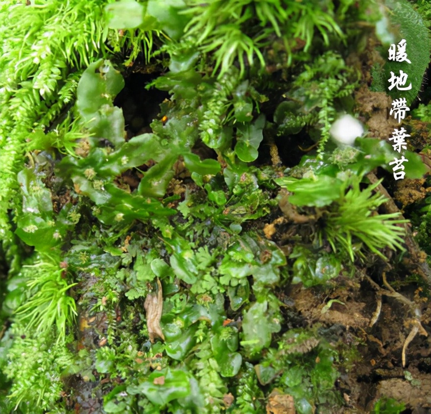 苔藓种类名称及图片(40种常见苔藓植物图鉴)