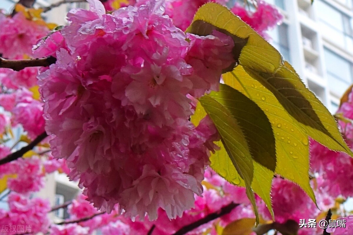 《列子》原文 译文（二）