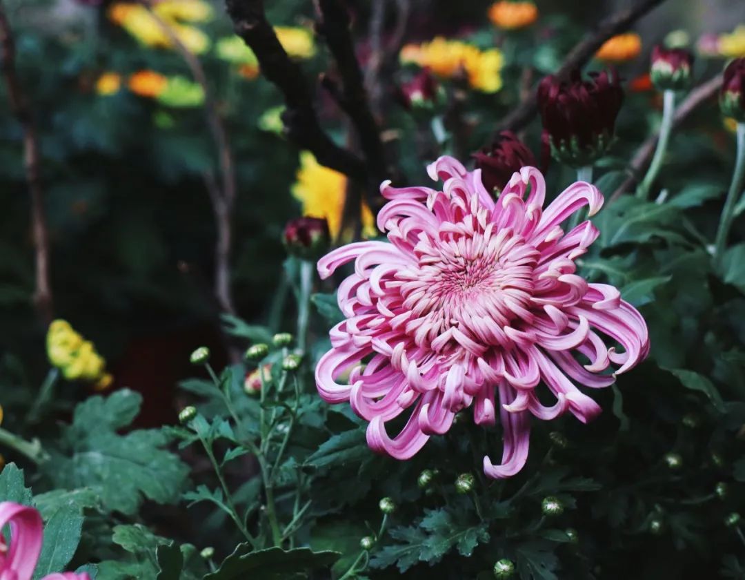 赞美菊花的诗句（10首菊花诗词唯美了整个秋天）