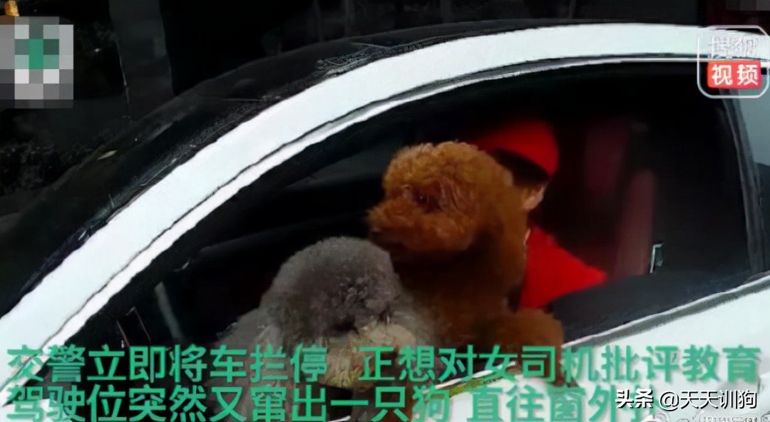 狗狗坐了副驾驶，主人就得重返驾校？
