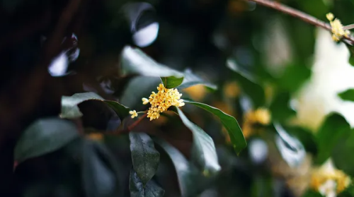 四都比美 谁对月桂花的品味更强 天天看点