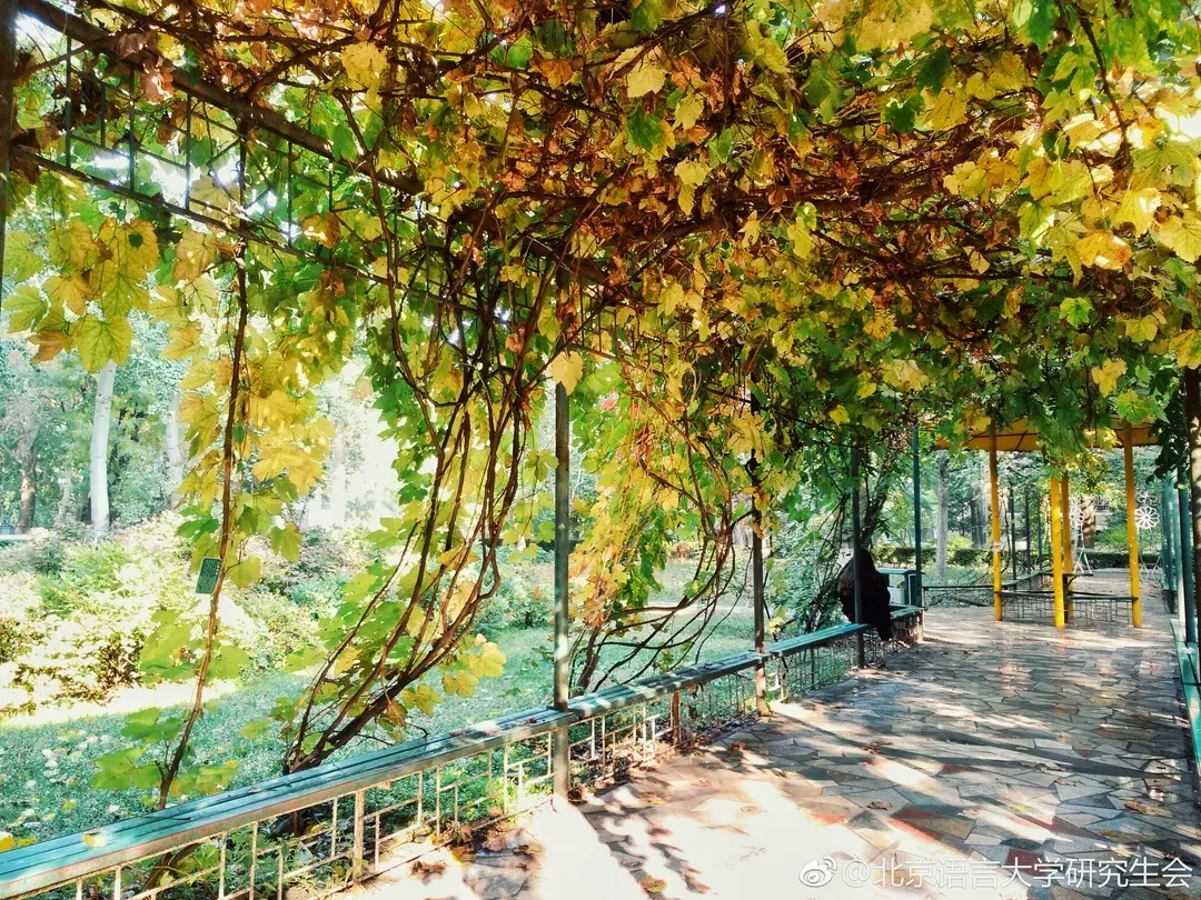 北京“超美”高校：地铁直达校门，绿化率46%，“校花”数量称霸五道口！