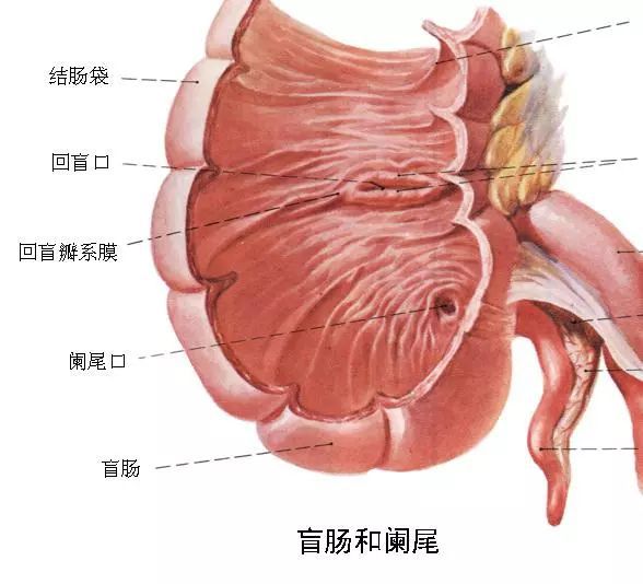 误诊率高达30%的盲肠炎阑尾炎怎们区分？听听医生怎么说