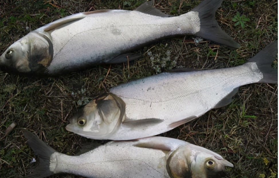 細鱗魚多少錢一斤長得像鰱魚