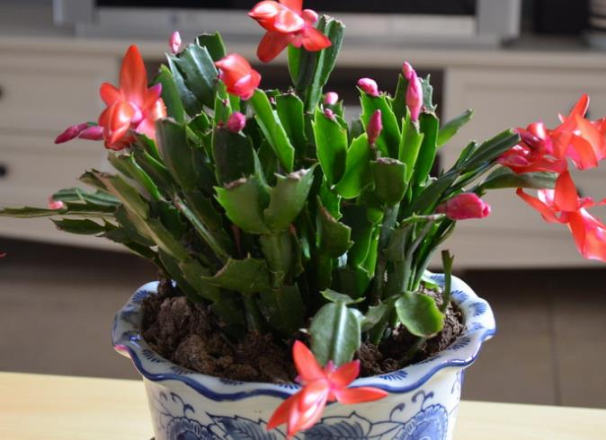 蟹爪兰的叶子发软？学会“2种”补救方法，30天叶片绿油油！