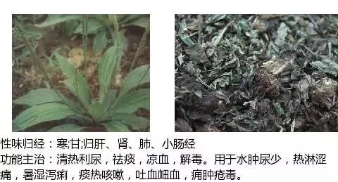 300个中草药图谱（附主治功效），知道一半就太牛了（上）