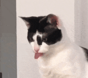 猫咪鼻子干点好，还是湿点好？告诉你答案