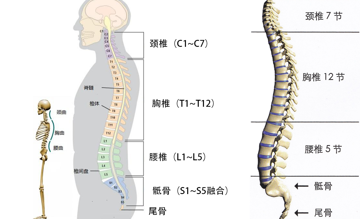 6个缓解腰椎间盘突出的伸展运动，避免7个训练，强壮腰椎不踩雷
