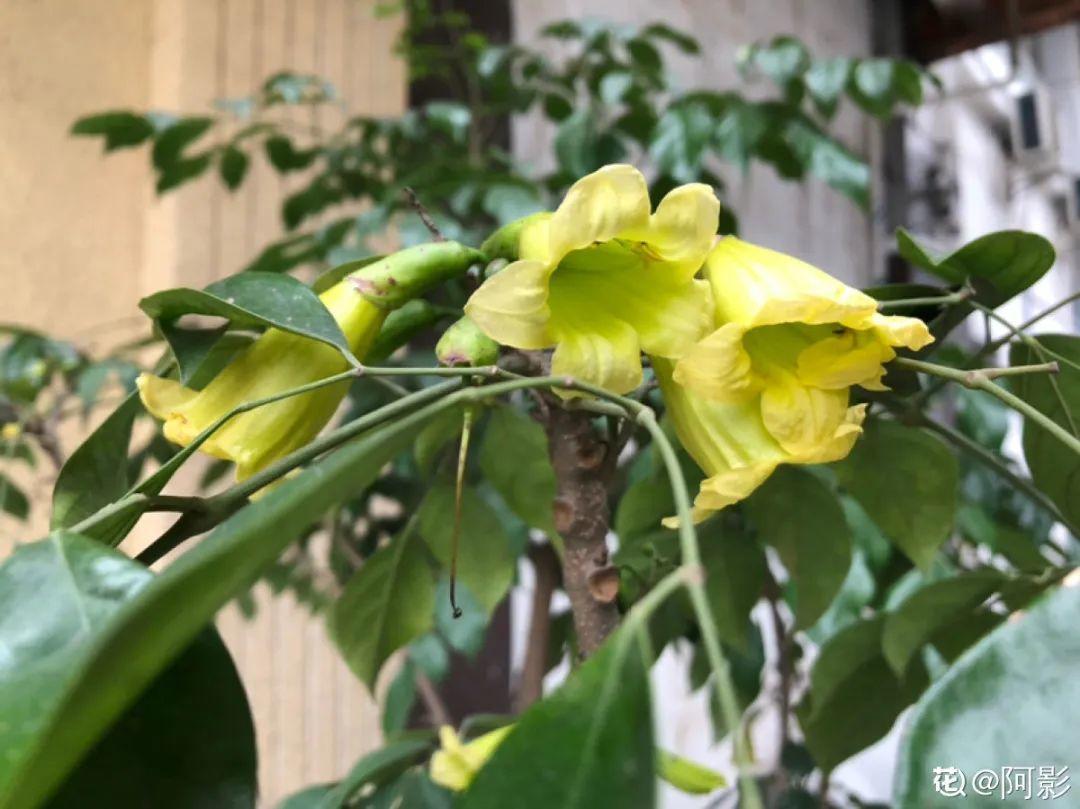 这花养10年，才开1次花，看到的都有好运气